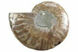 Cut & Polished Ammonite Fossil (Half) - Madagascar #364906-1